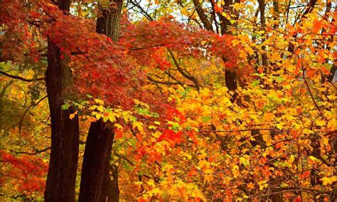 Download Autumn Colors 1332 X 799 Wallpaper Wallpaper