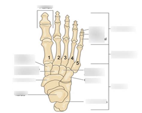 Tarsals Diagram Quizlet