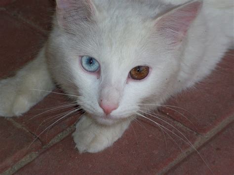 Heterochromia Iridum Awesome Cat With Two Different Colored Eyes X