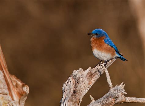 Beautiful Bluebird Photograph By Dave Weth Fine Art America
