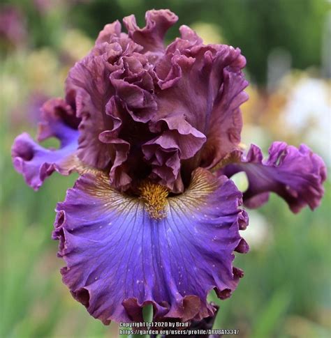 Tall Bearded Iris Iris Sweet Talker In The Irises Database