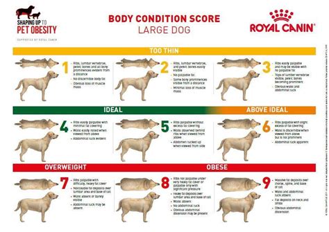 Body Condition Score Large Dogs