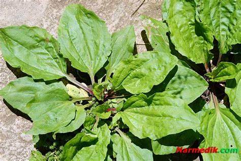 Подорожник — лечит раны и воспаления: лечебные свойства, применение Картинка - Подорожник — лечит раны и воспаления: лечебные свойства, применение
