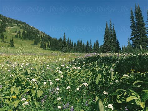 Wildflower Meadow In The North Cascades Del Colaborador De Stocksy