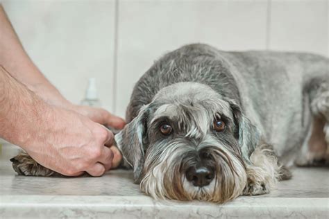 ᐉ Lumps On Dogs Signs And Types Of Bumps On Dogs Skin