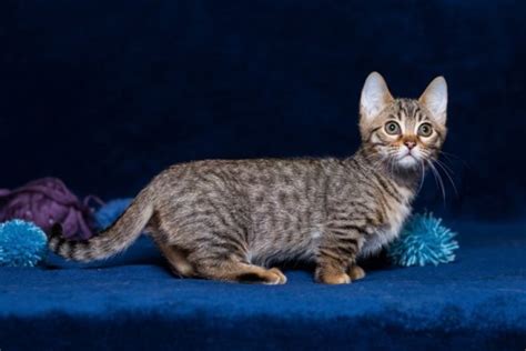 How Long Do Munchkin Cats Live Average And Max Lifespan Hepper