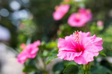 Hibiscus Types Species And Varieties A Definitive Guide Petal Republic