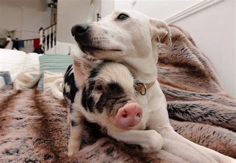 According to big picture agriculture, there are 26 breeds of mini cattle. mini pig and dog! (someday buddy for Parker.) | Pet pigs ...