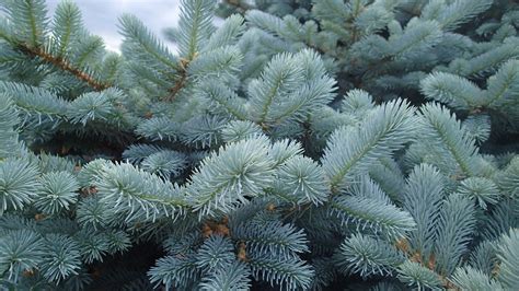 Dazzling Globe Blue Spruce Knechts Nurseries And Landscaping