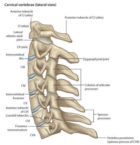 경추cervical Spine의 해부학적 구조 네이버 블로그