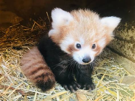 A Fluffy Baby Red Panda Raww