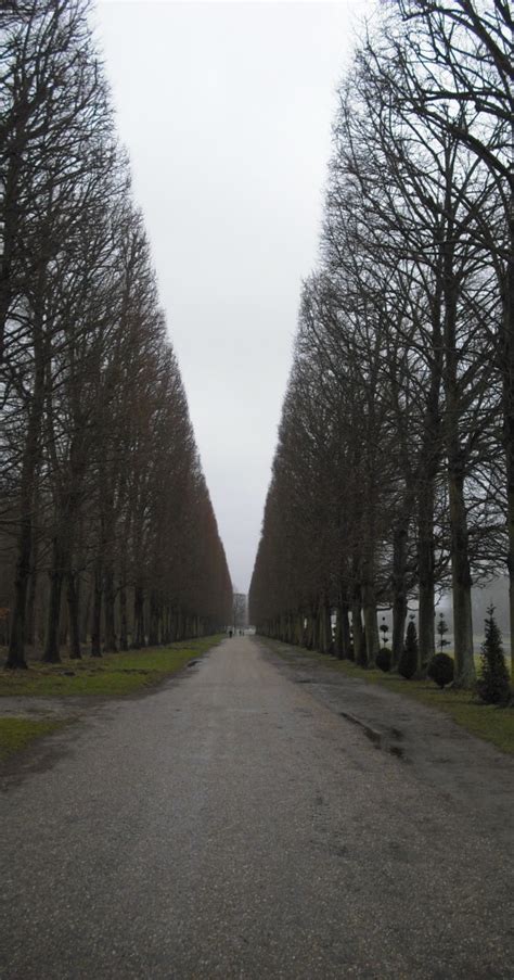 Tree Perspective Versailles France Photography By R Isip The