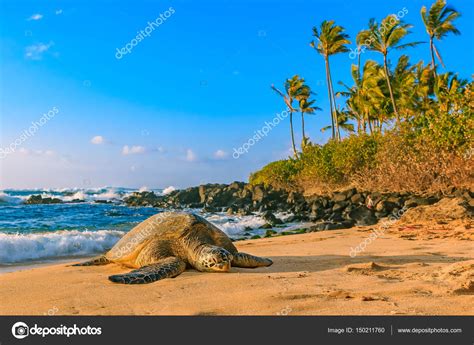Endangered Hawaiian Green Sea Turtle On The Sandy Beach At