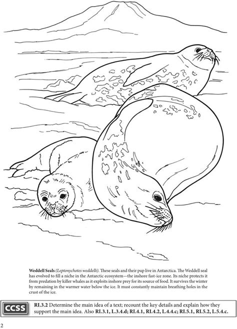 Antarctica Printable Coloring Pages