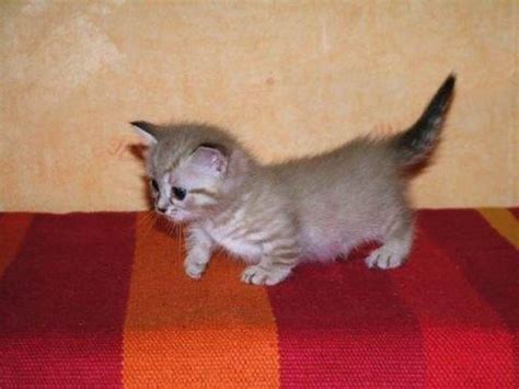 The price for a kitten of munchkin breed starts from 700 dollars (25 000 rubles). MUNCHKIN KITTEN