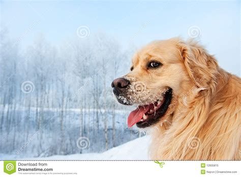 Funny Golden Retriever Stock Image Image Of Background