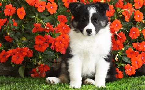 48 Bing Images Wallpapers Dogs Wallpapersafari
