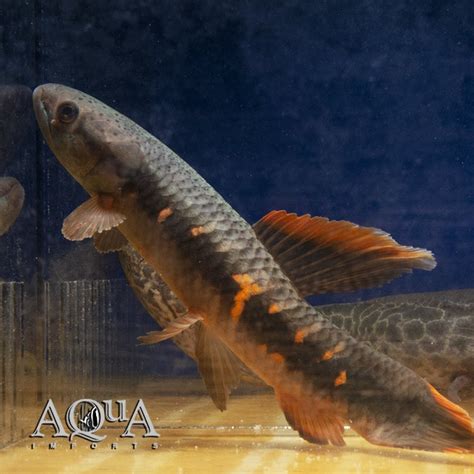 Red Wolf Fish Erythrinus Erythrinus Aqua Imports