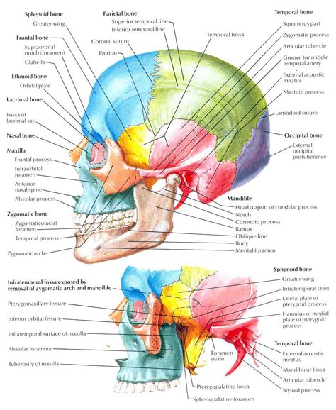 The skull performs vital functions. Skull Lateral View Labeled - Biology Forums Gallery