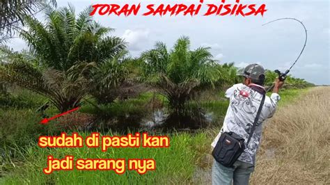 Mancing Di Sawit Yang Mau Mati Dan Semak Jadi Spot Potensi Sarang Nya