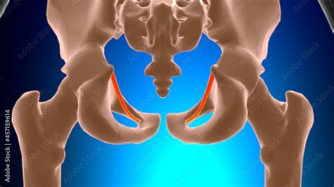 Tendinous Arch Of Levator Ani Muscle Anatomy For Medical Concept D Stock Illustration Adobe Stock