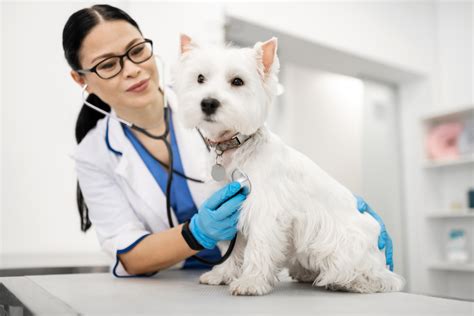 Taking Your Dog To The Vet For The Annual Health Check Knose