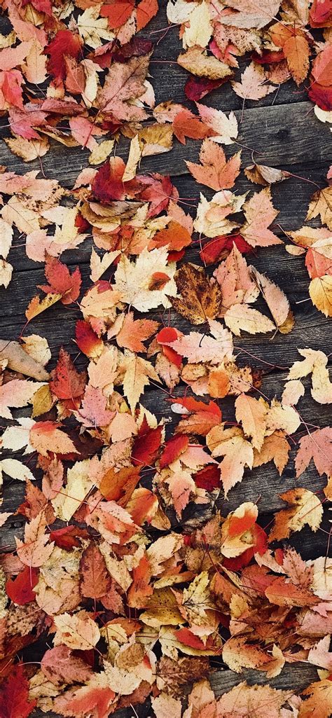 15 Iphone Cute Autumn Wallpaper Basty Wallpaper