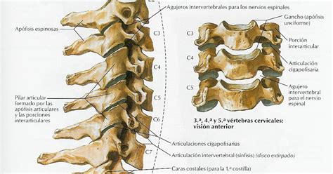 El Blog De La Fisio La Columna Cervical