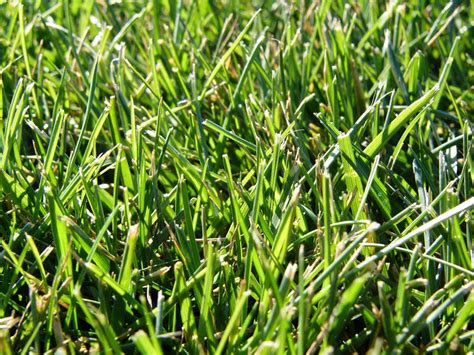 Grass Types Tall Fescue Nutri Lawn