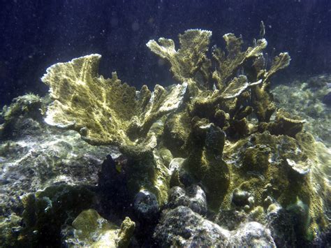 Free Images Sea Ocean Seaweed Coral Reef Invertebrate Algae
