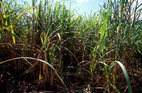 Appleton Estate Sugar Cane Jamaica Pictures Jamaica In Global