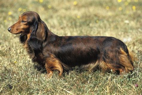 The Loveable Longhaired Dachshund Critter Culture