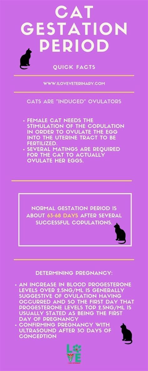 The time of gestation varies greatly among animals. Cat Gestation Period - I Love Veterinary