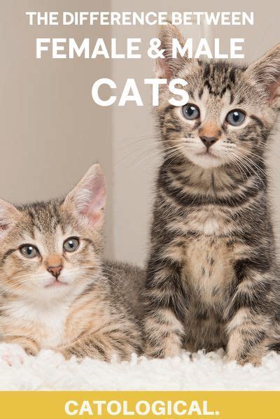 The Differences Between Male And Female Cats How To Tell Cat Genders Cats Cat Care Cat Facts