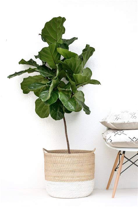 From lighting advice to tips about dealing with root rot, here's what two experts say steinkopf says if your fiddle leaf fig isn't already living in bright, indirect sunlight, you need to move it as soon as possible. 6efc2dd3da7812fa26bbcddad6740a5b-fiddle-leaf-fig-tree-care ...