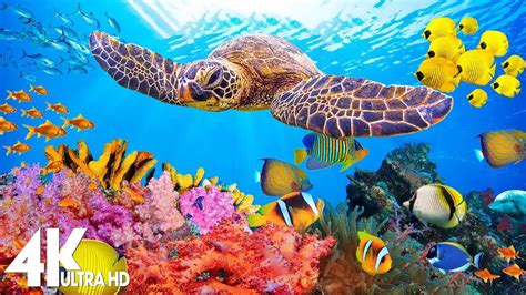 New 11hrs Stunning 4k Underwater Footage Music Rare And Colorful