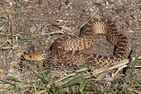 Bullsnake Snakes Of Bexar County · Inaturalist