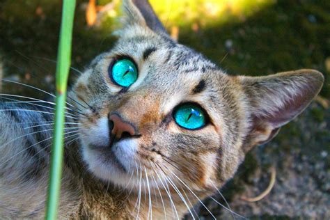 Cat With Beautiful Eyes Wild Cats Cats Beautiful Cats