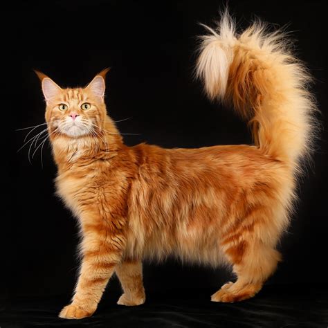 Discover The Beauty Of Our Maine Coon Cat Photo Gallery Purr News