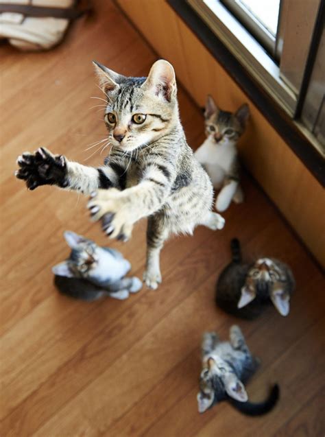 How High Can A Kitten Jump 2024 Petsical