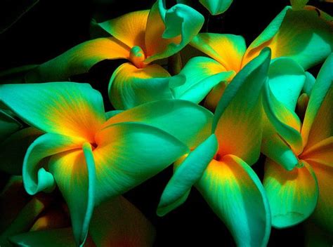 20 Stunning Tropical Flowers From Around The World