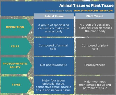 Difference Between Animal Tissue And Plant Tissue Compare The