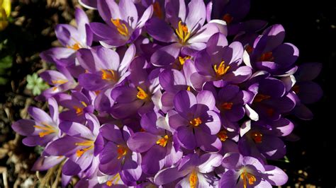 Free Images Blossom Flower Purple Petal Color Colorful Flora