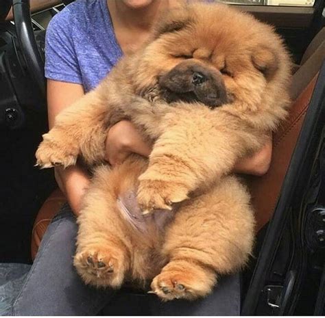 47 Pic Of Chow Chow Dog Photo Bleumoonproductions