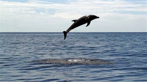 Flippin Eck Amazing Pictures Show Dolphins Leaping 30 Foot Into Air