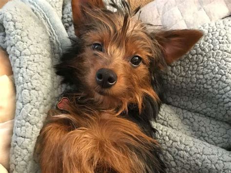 40 Different Exciting Types Of Yorkie Mixes K9 Web