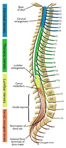Backbone makes it easy to move through the app quickly without the reloading of scripts and embedded videos, while also offering models and collections for additional data manipulation support. Patient Education Spine Diagrams | New York Back Doctor
