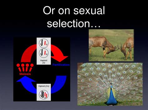 Ppt What Is Sex Powerpoint Presentation Free Download Id5656007