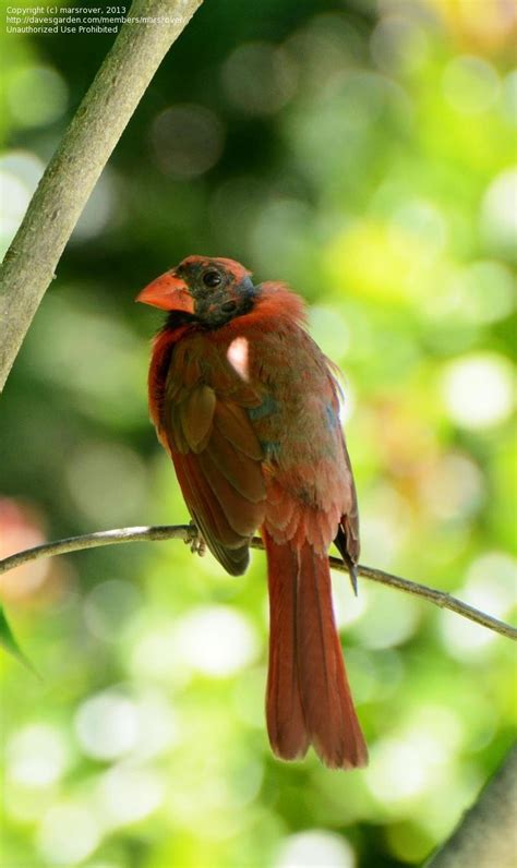 Birdfiles Pictures Northern Cardinal Cardinalis Cardinalis 1 By