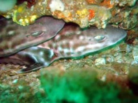 Marbled Bamboo Cat Shark Expert Only Fish And Coral Store